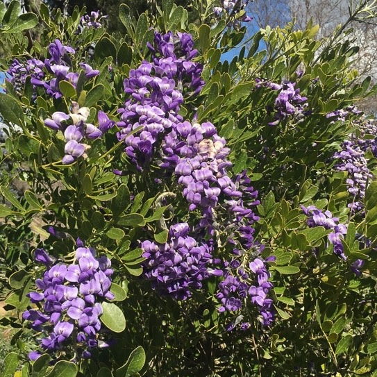 A plant with cascading purple flowers