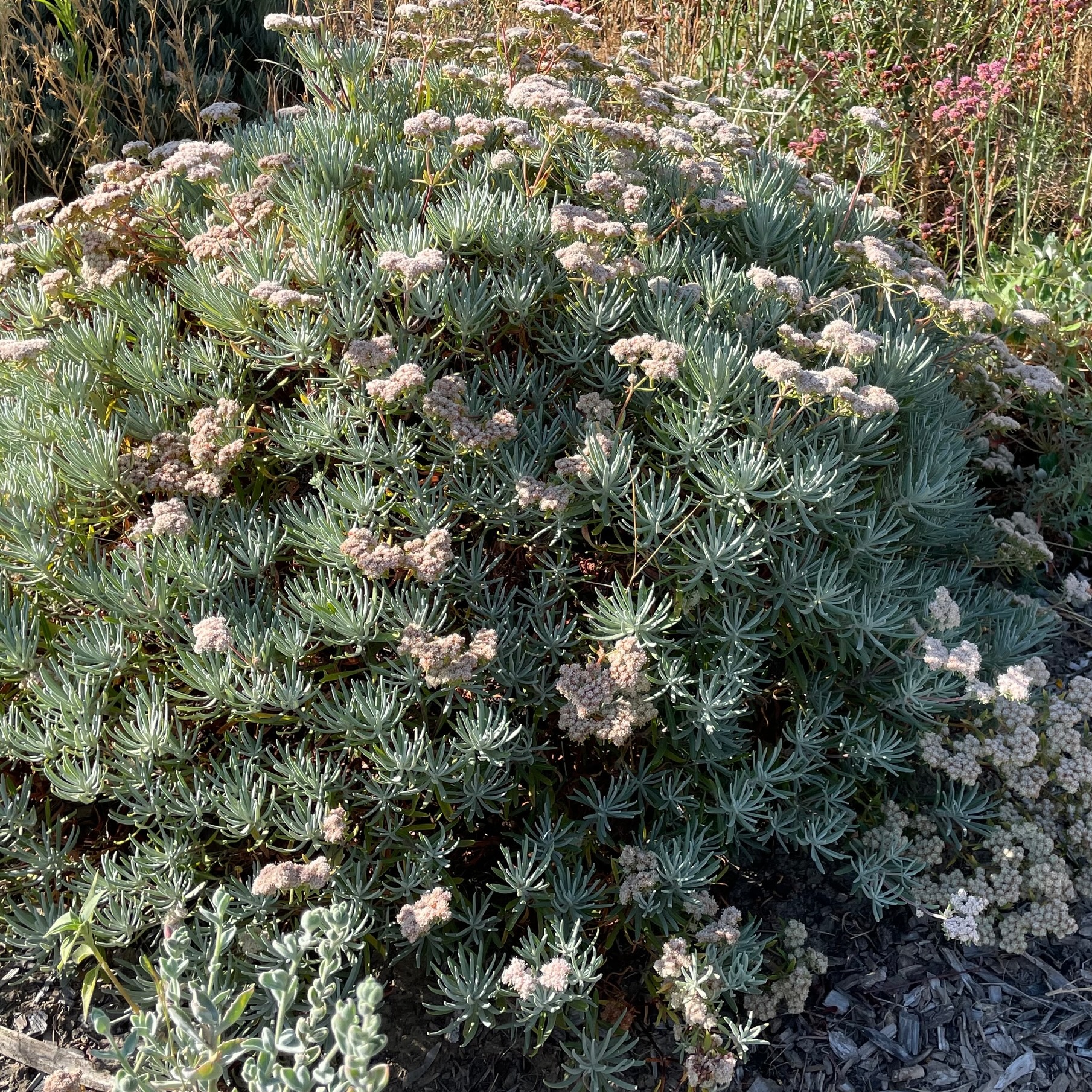 A shrub made up of light gray green leaves, dotted with bunches of flowers