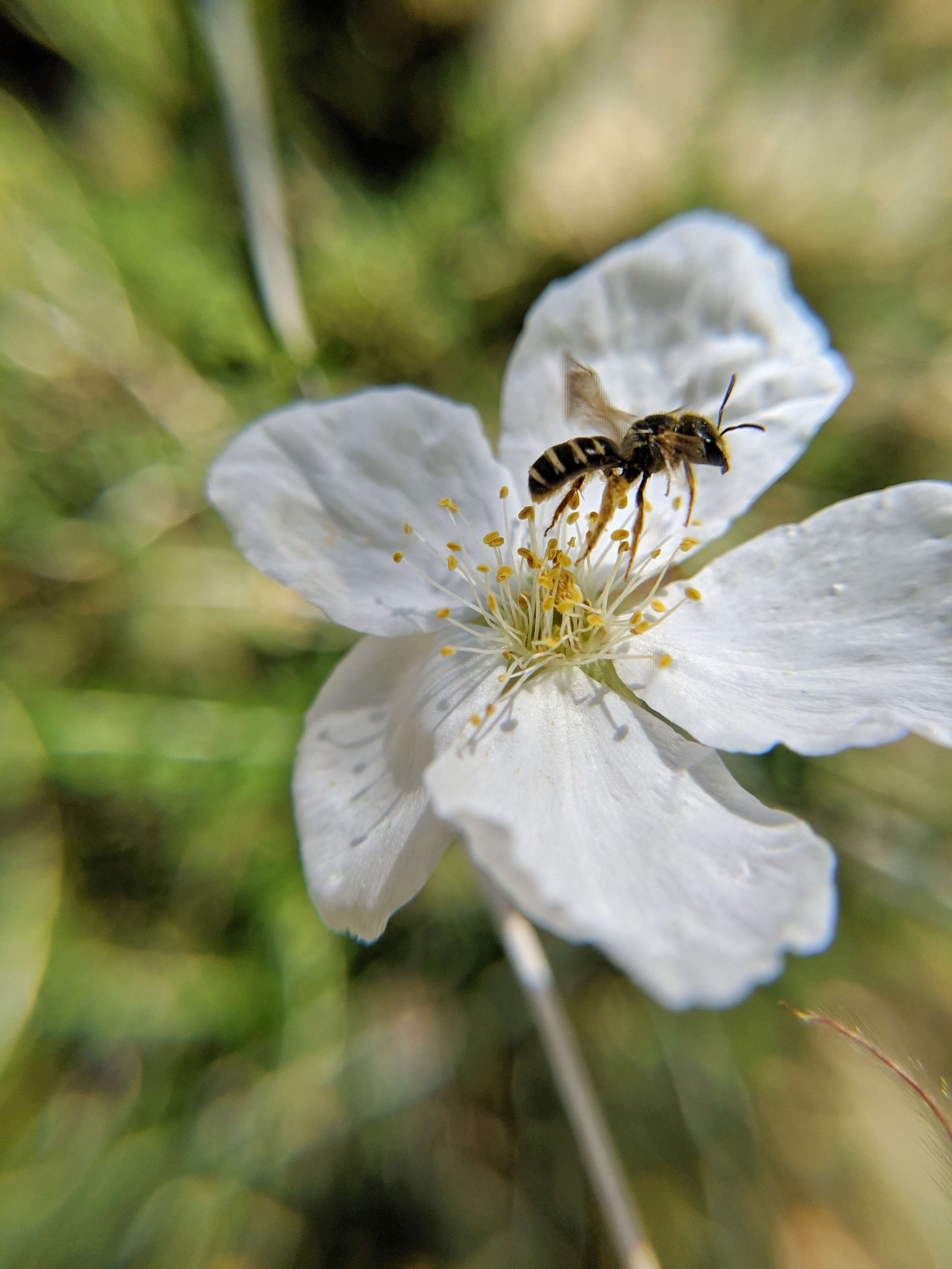 Apache plume
