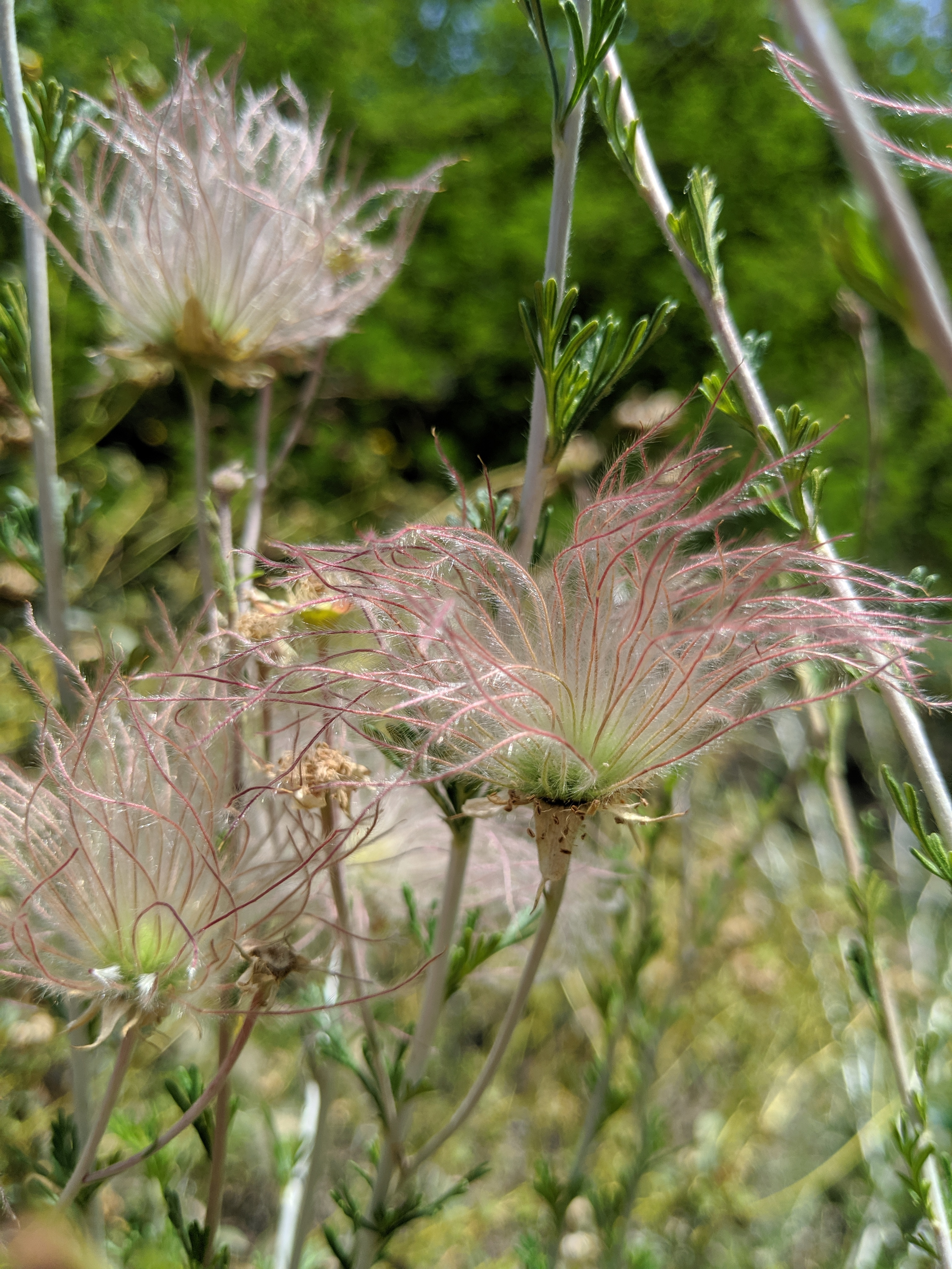 Apache plume