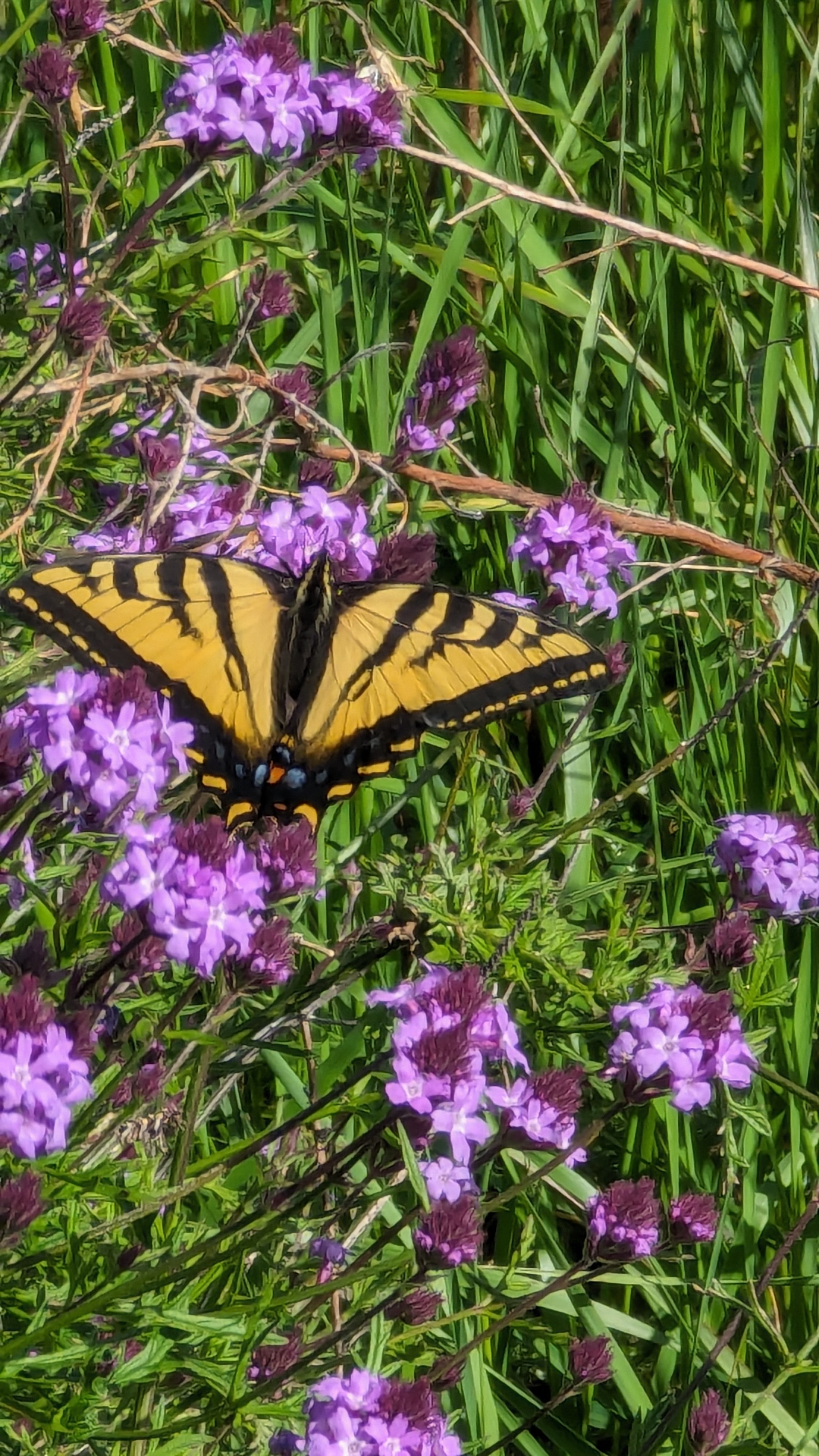 Cedros Island verbena