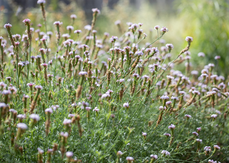 Glandularia lilacina