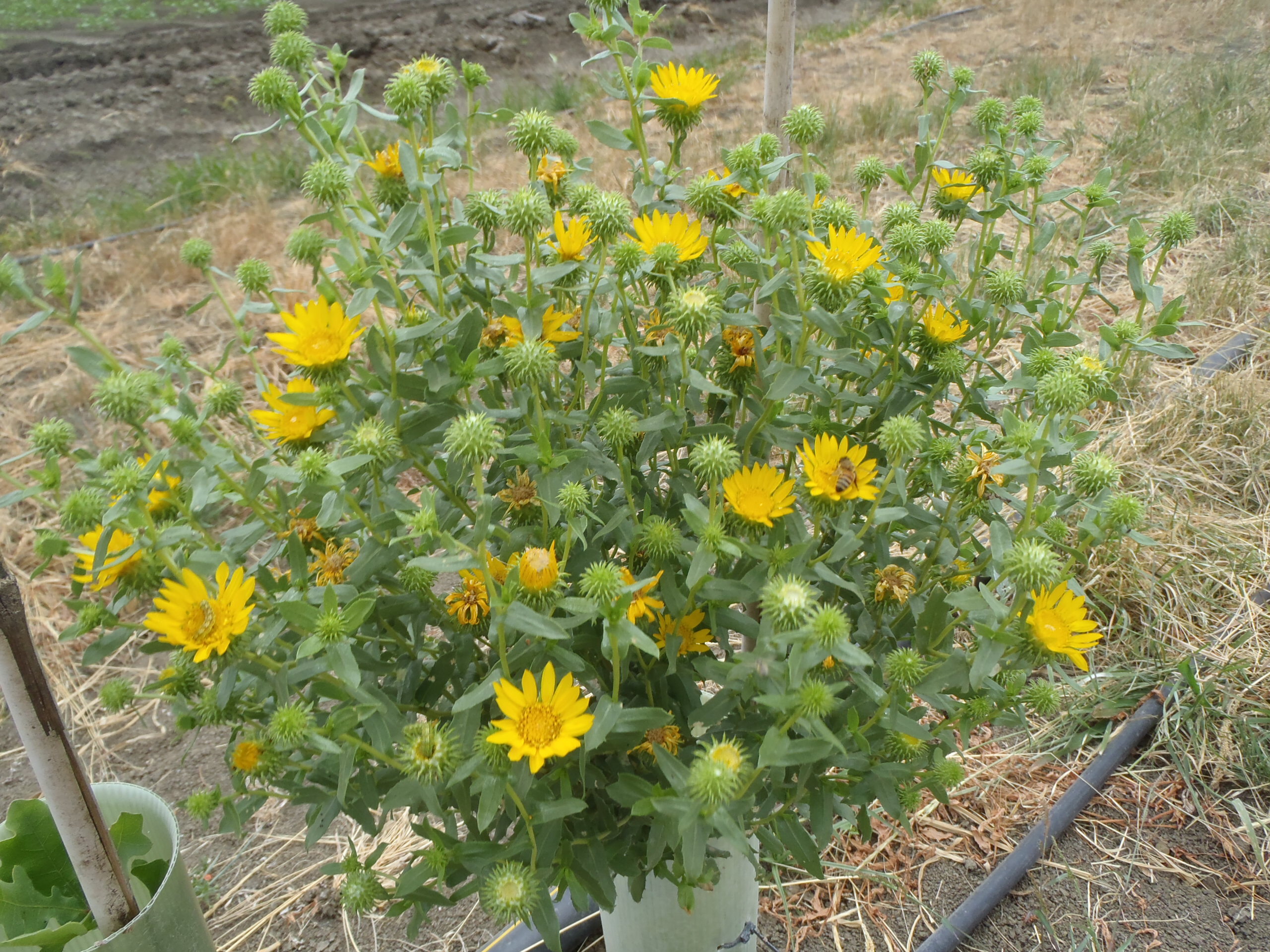 Image of great valley gumweed. Photo by Miles DaPrato.