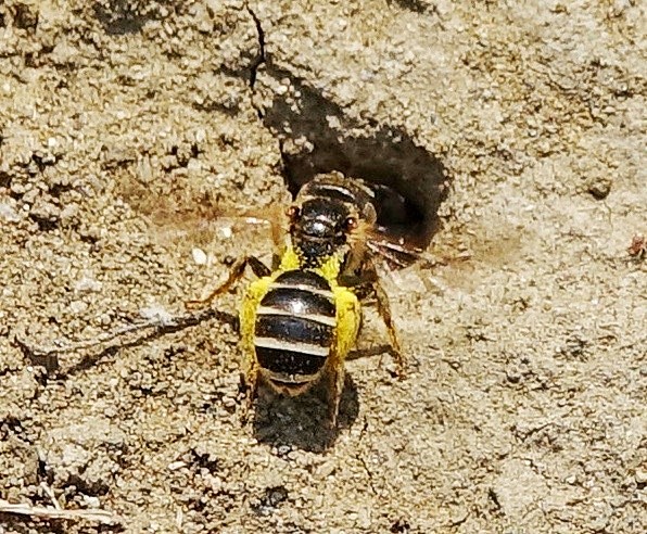 Ground-nesting Native Bee