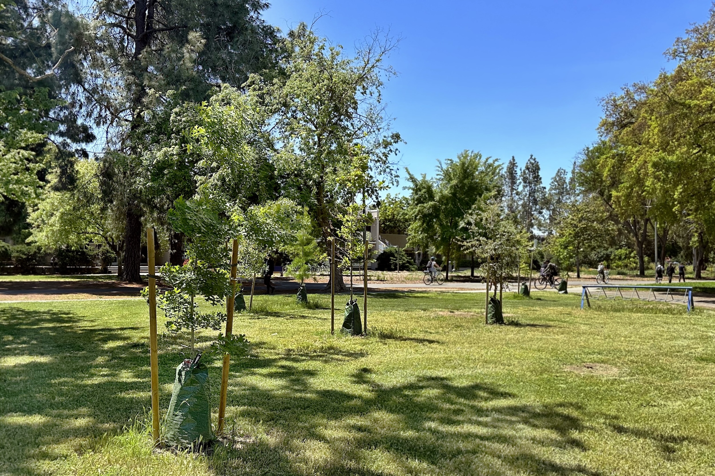 Grove of young trees on campus