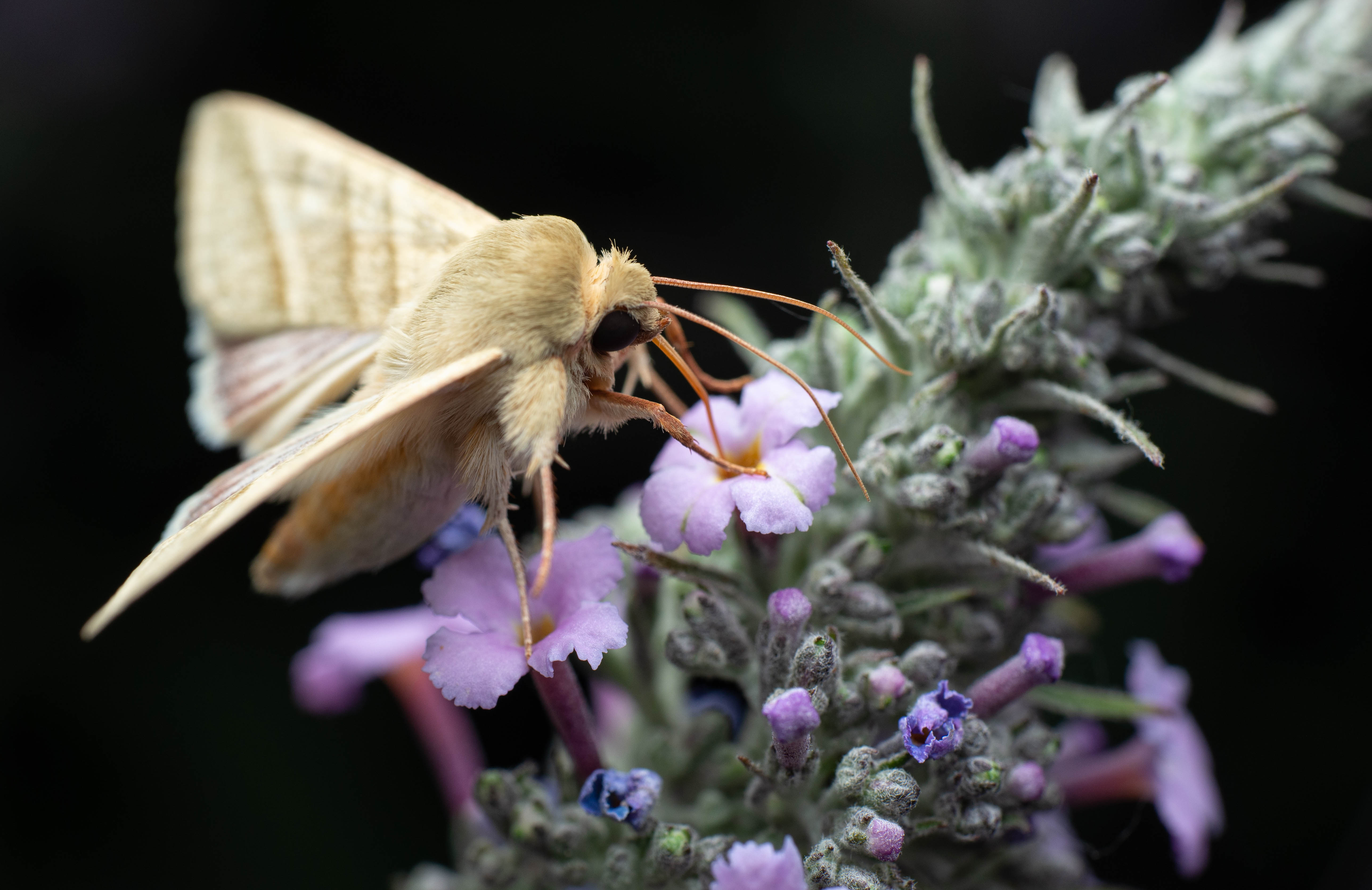 Moth perched on the flowers of a Buddleia