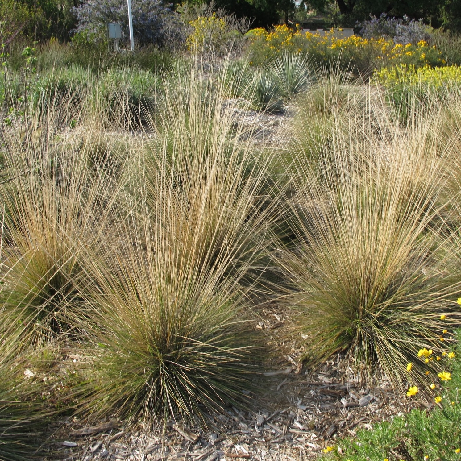 A round spiky grass