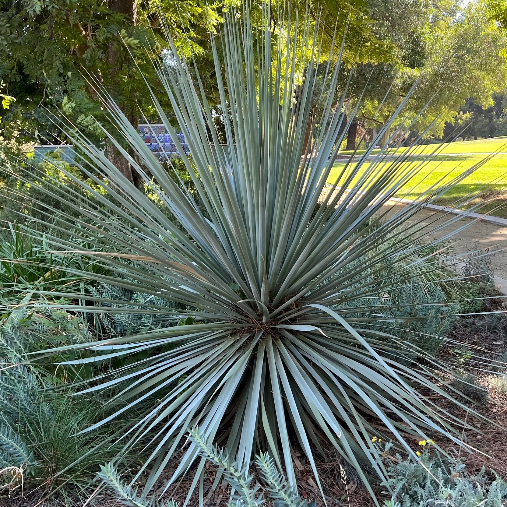 Succulent with dense spiky leaves