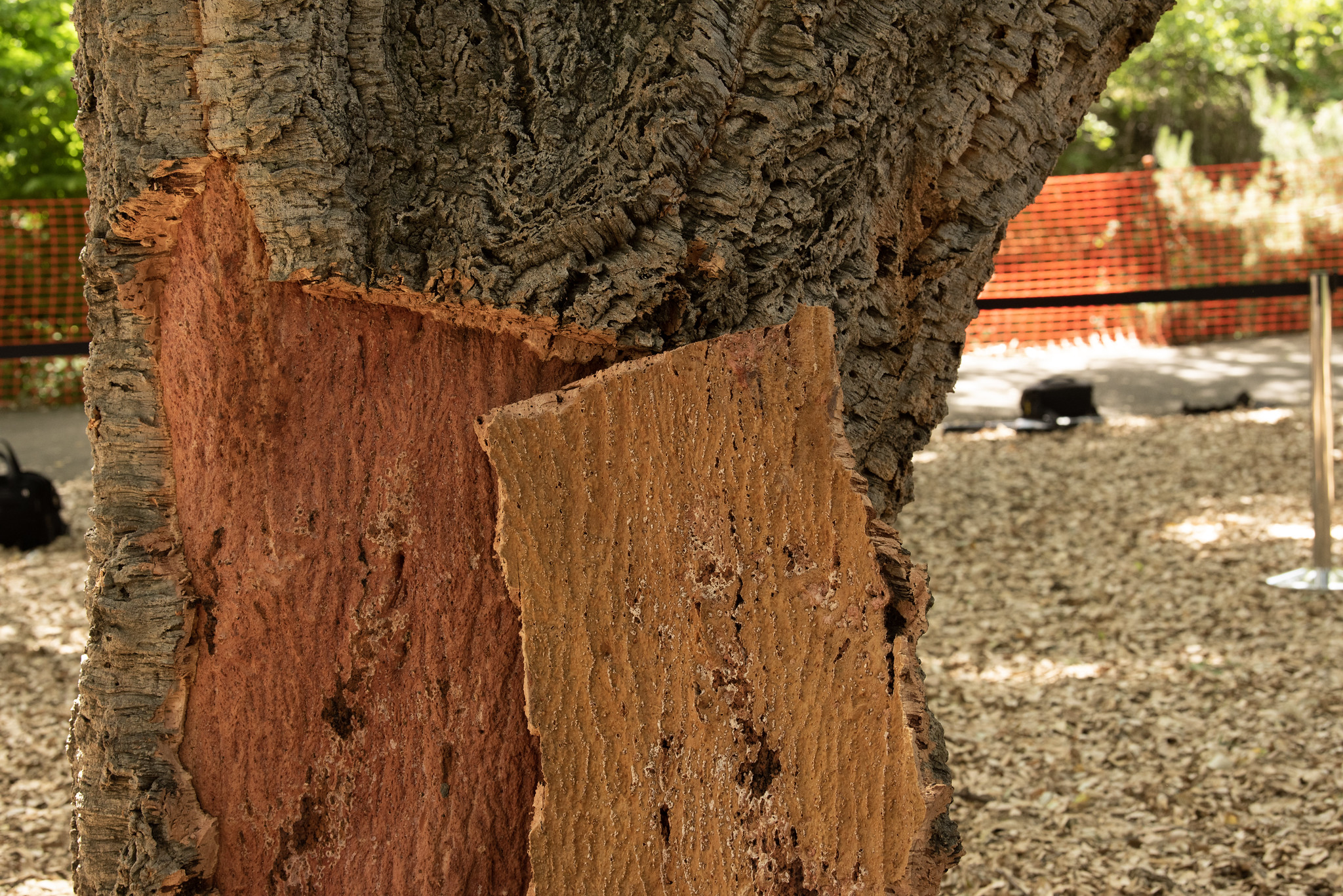 Quercus suber