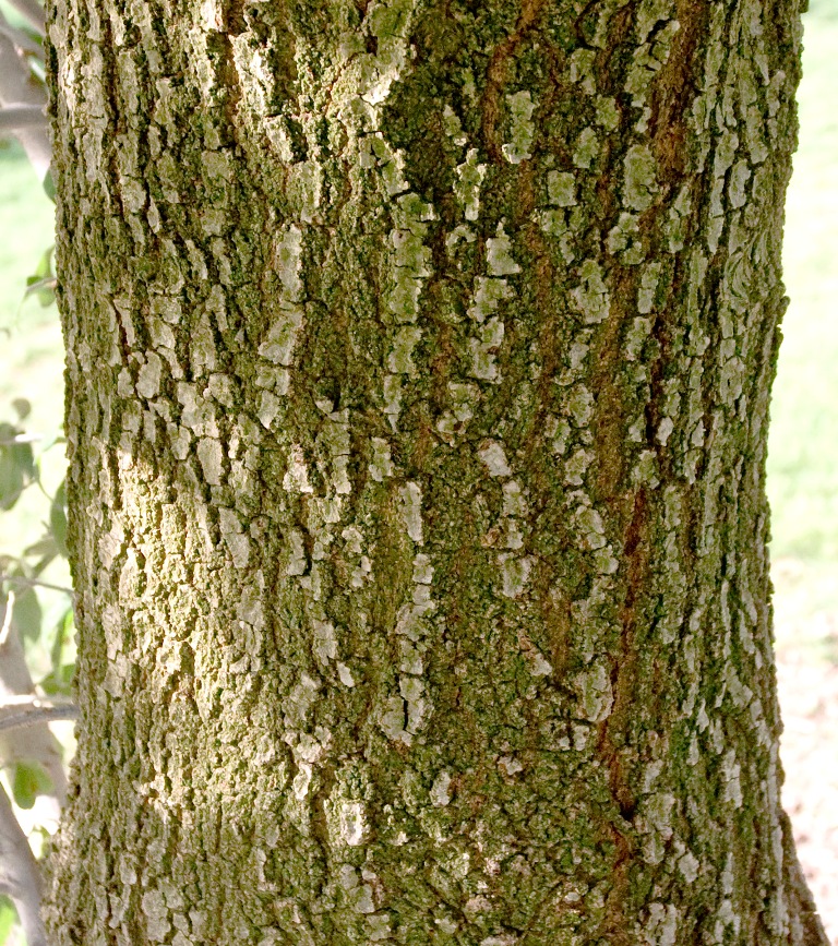 Texas live oak