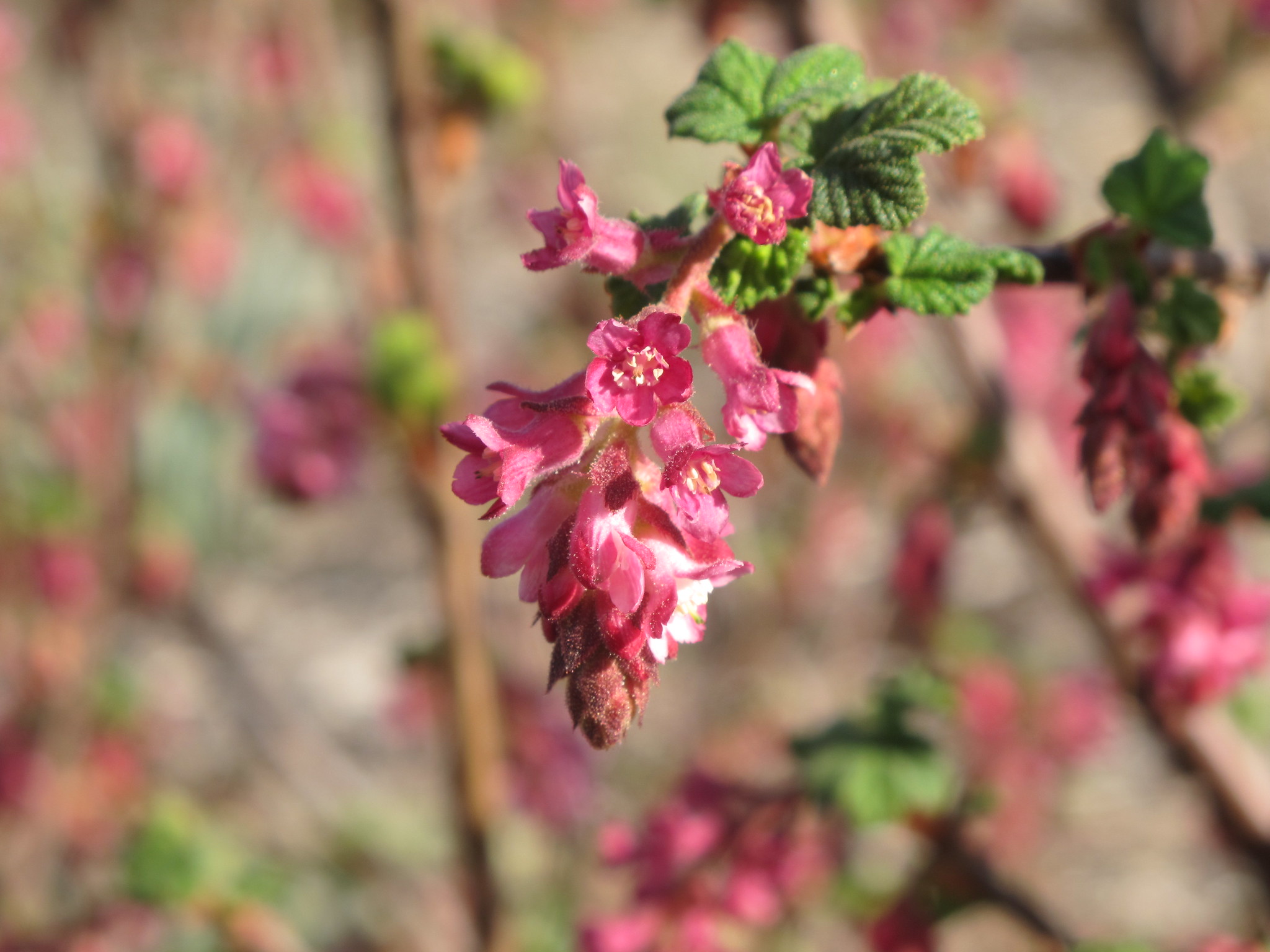 Ribes malvaceum 'Montara Rose'