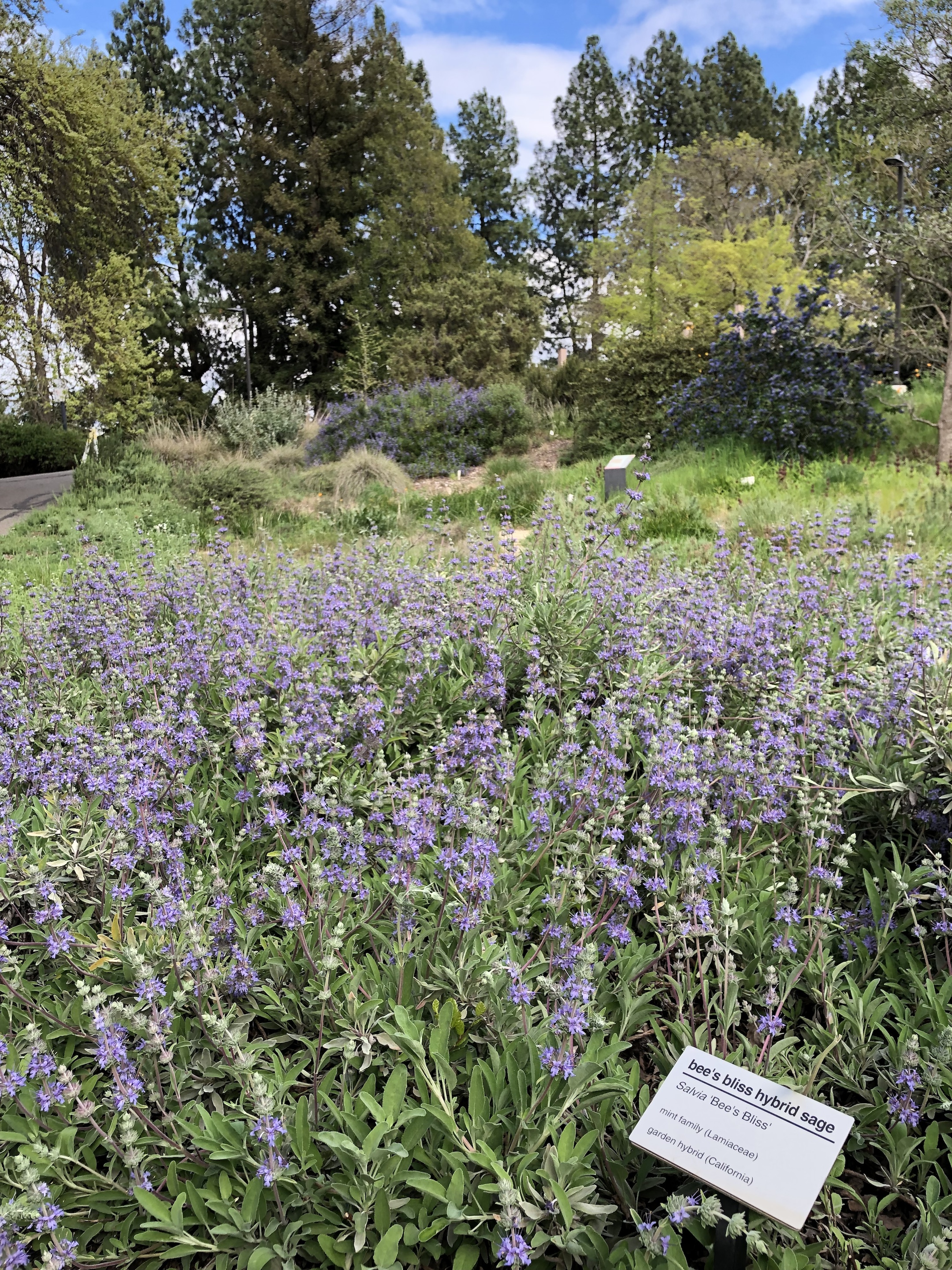 Bee's Bliss sage
