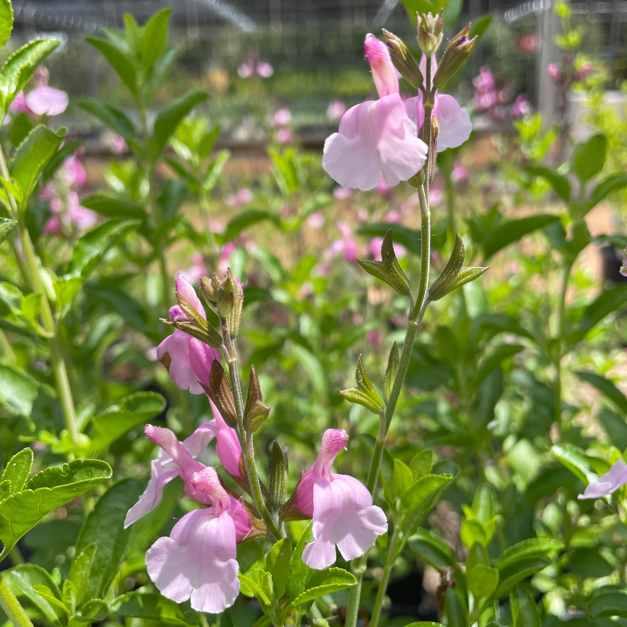 Light pink flowers bloom from a plant