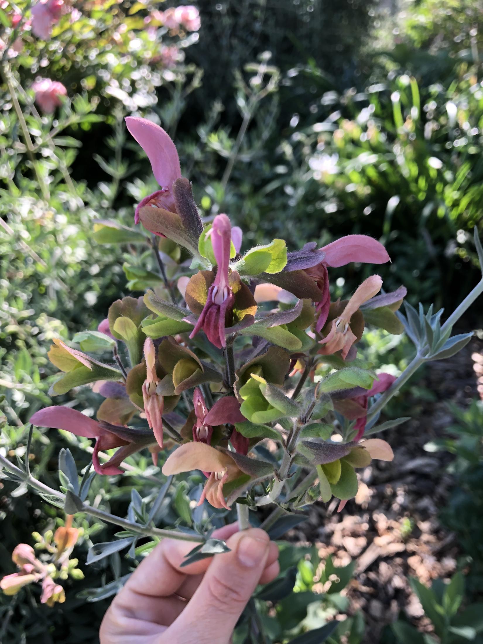 Salvia lanceolata