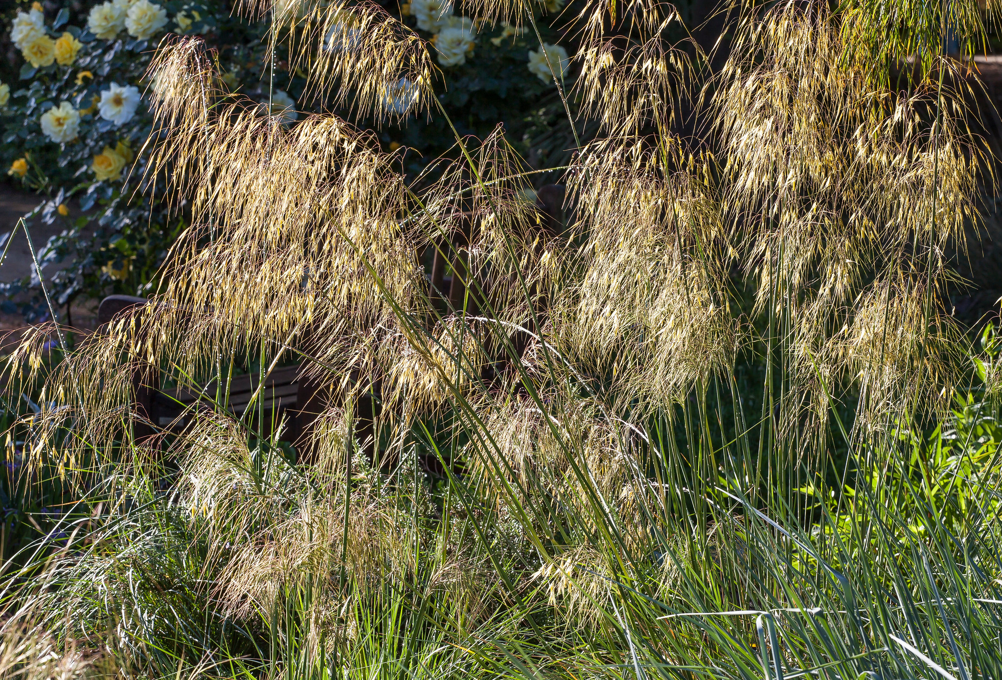 giant feather grass