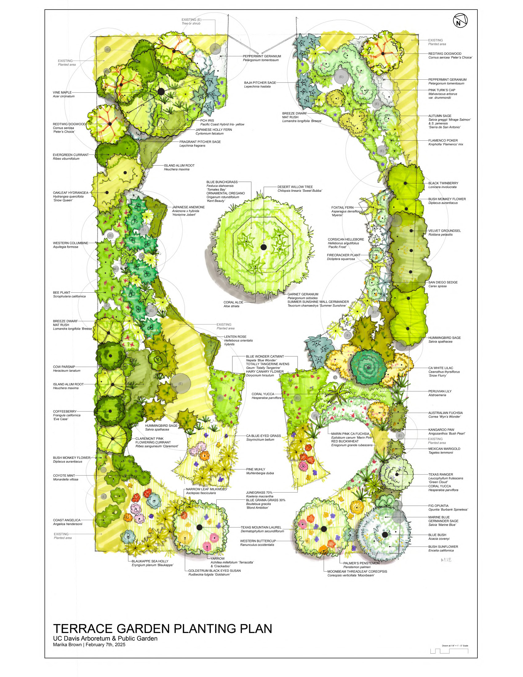 llustrated planting plan for the UC Davis Arboretum Terrace Garden, created by Marika Brown and dated February 7, 2025. The plan shows a symmetrical layout with labeled plant groupings on both sides of a central patio area. It includes a diverse selection of climate-adapted plants such as redtwig dogwood, desert willow tree, Baja pitcher sage, coral yucca, blue bunchgrass, lenten rose, and several species from the Arboretum All-Stars and Texas Tree Trial collections. Color-coded plant symbols and hand-drawn