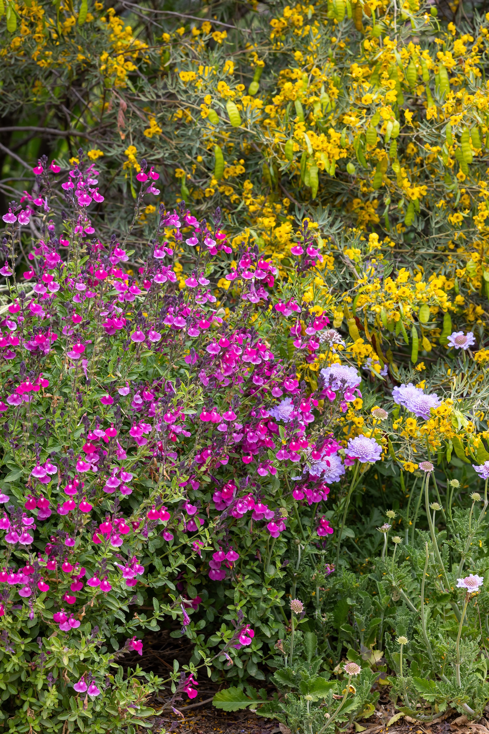 autumn sage