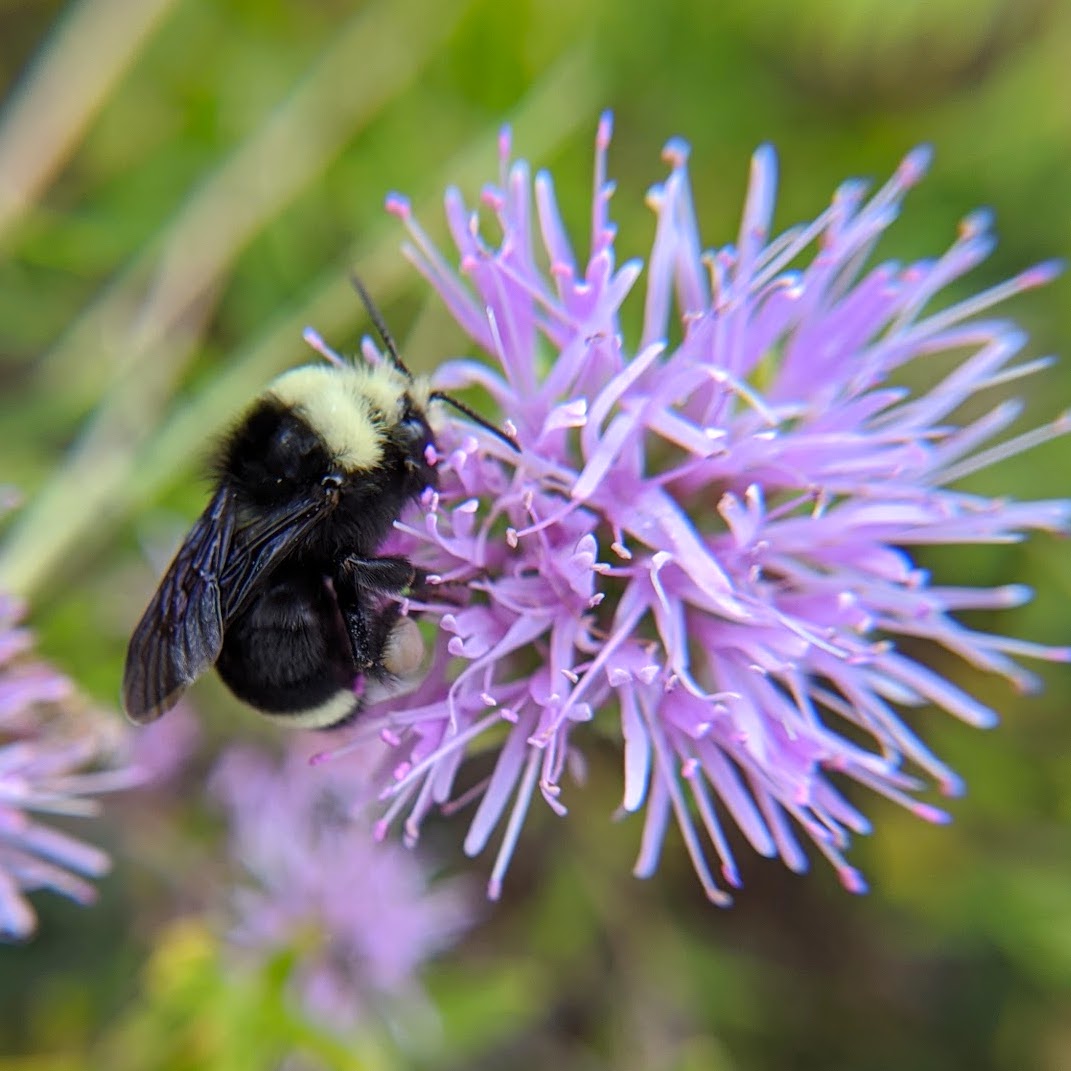 bee on purple flower