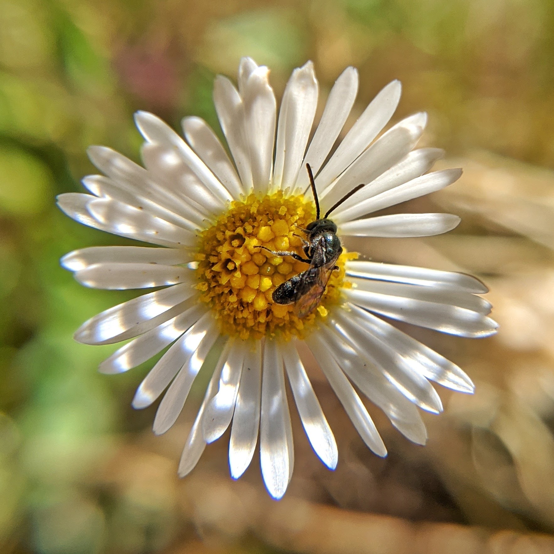 Bee on a white flower