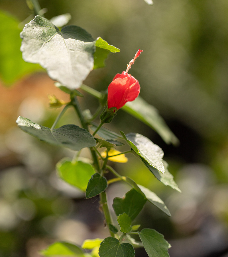 Image of a big mama wax mallow with heart-shaped leaves and bright red flower.