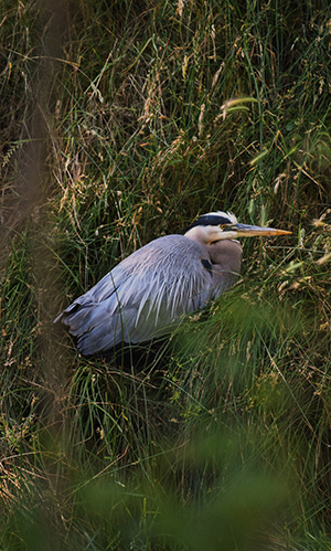 Blue heron