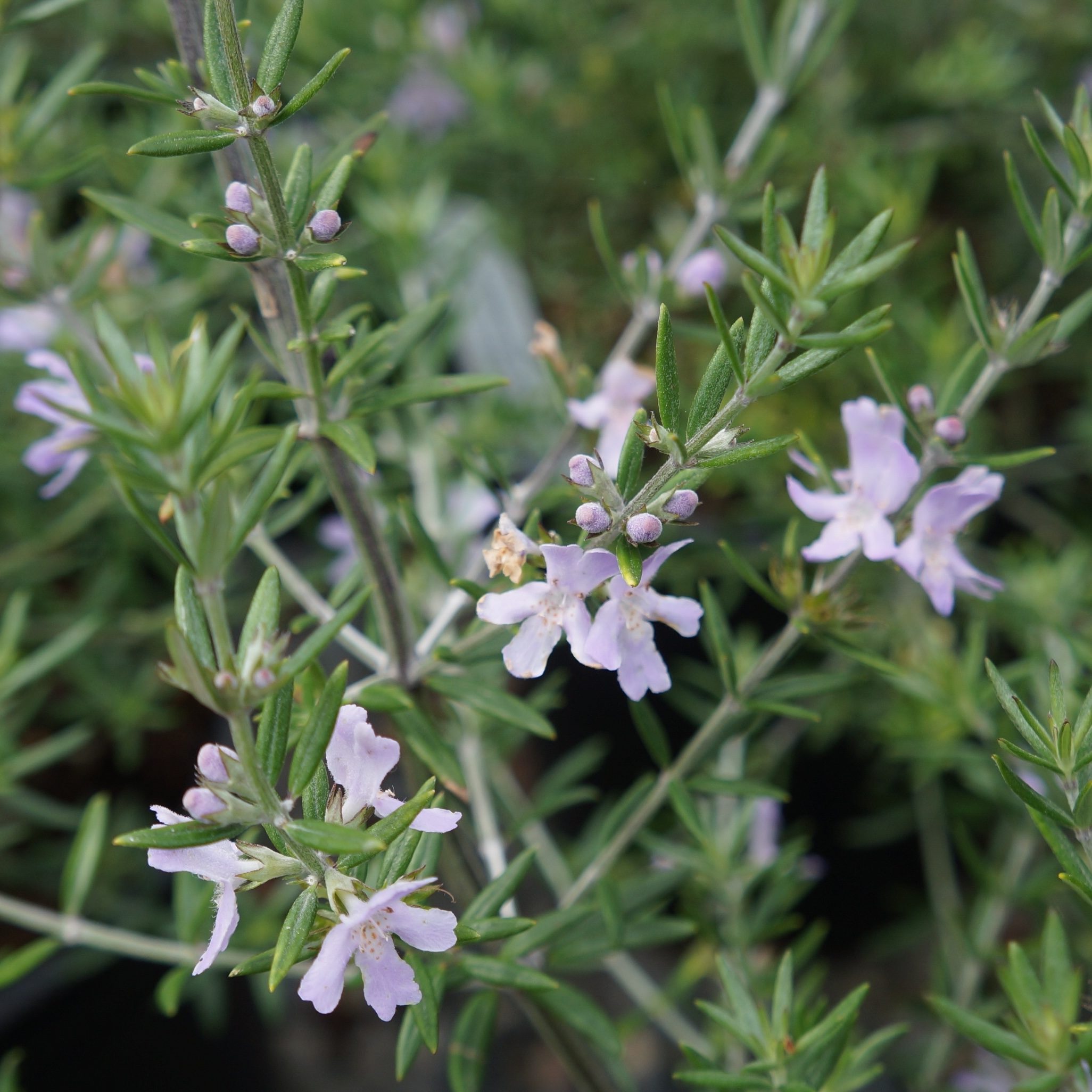 Plant with small green leaves and pale purple flowers