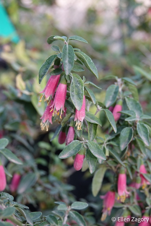 Correa pulchella 'Dusky Bells'