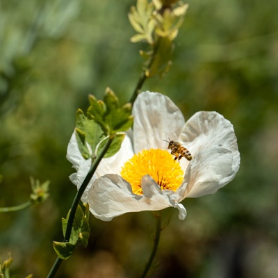 Image of a fried egg plant flower with a bee visiting its large yellow center.