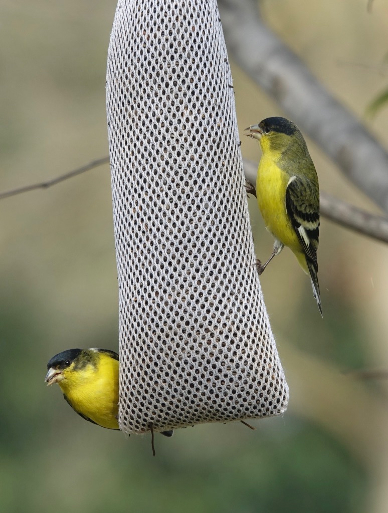 Image of gold finches eating seed from a mesh bag.