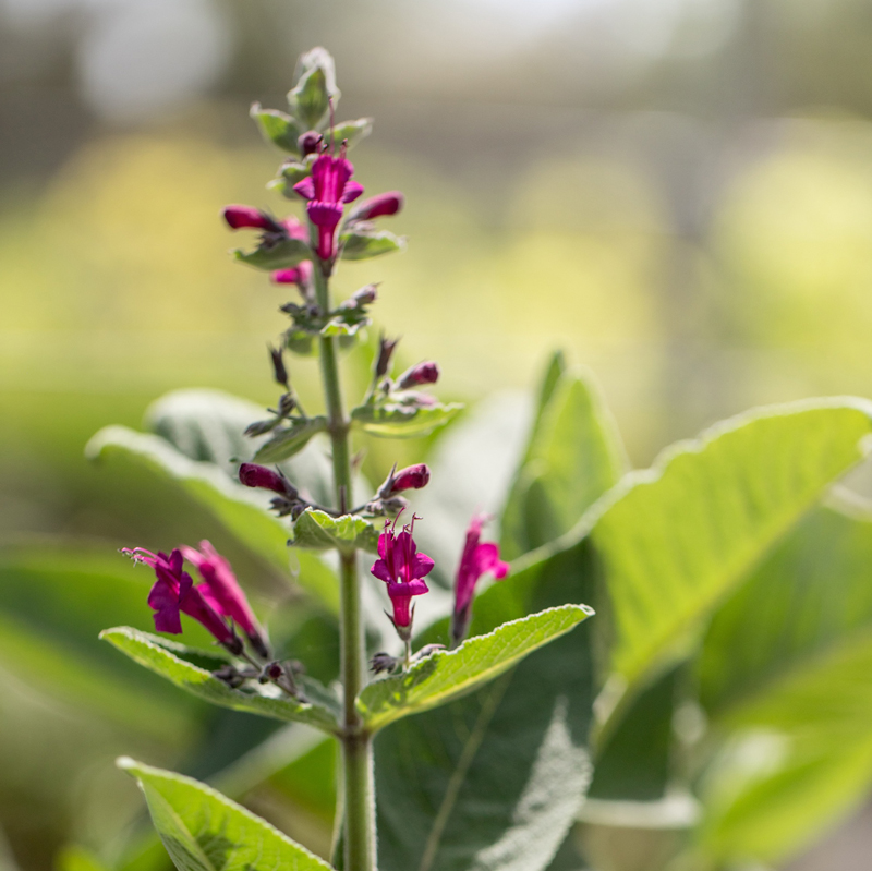 Image of Mexican pitcher sage plant with spike of magenta, tubular-shaped flowers.