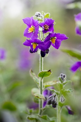 Image of stalk with purple flowers called mountain pride.