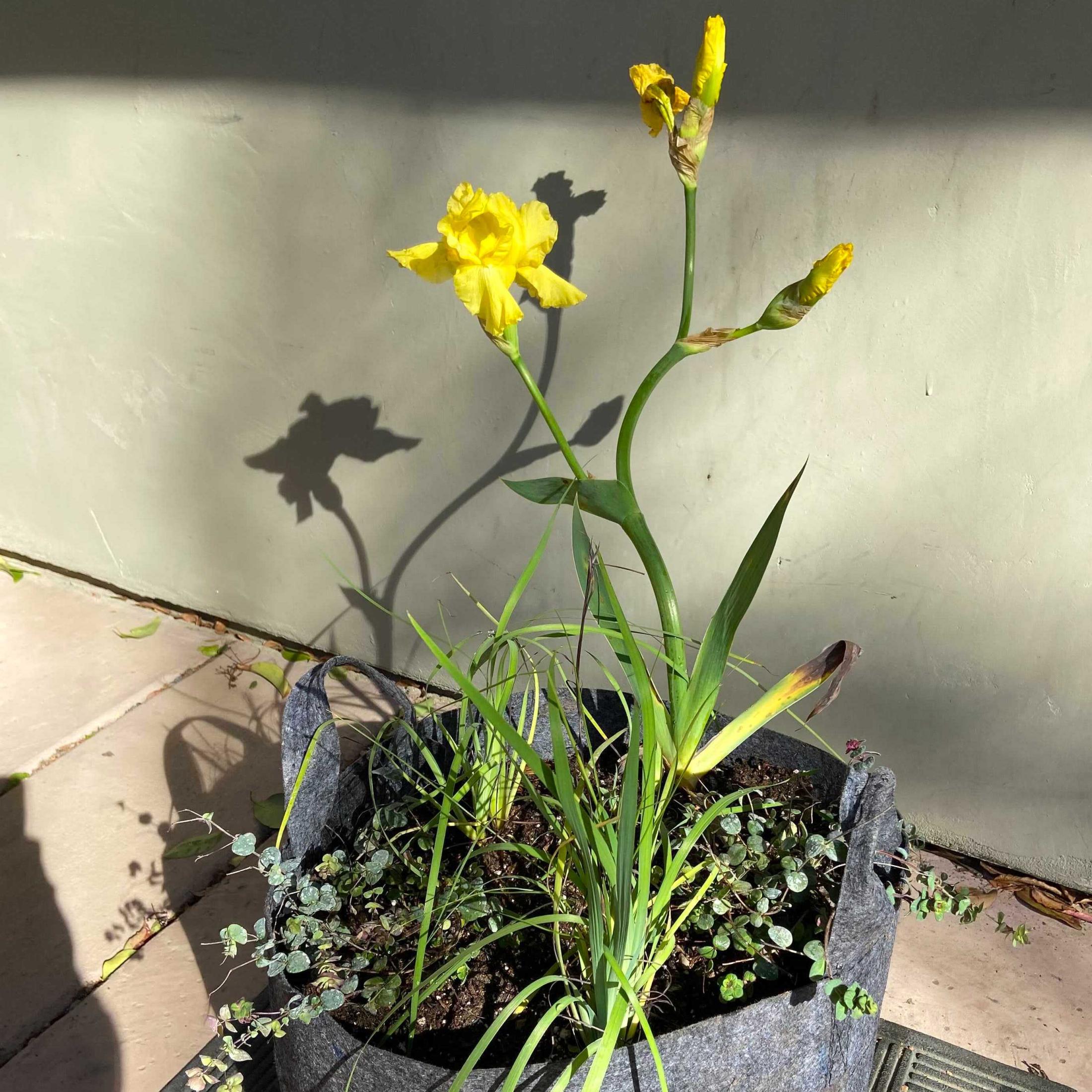 Potted plant