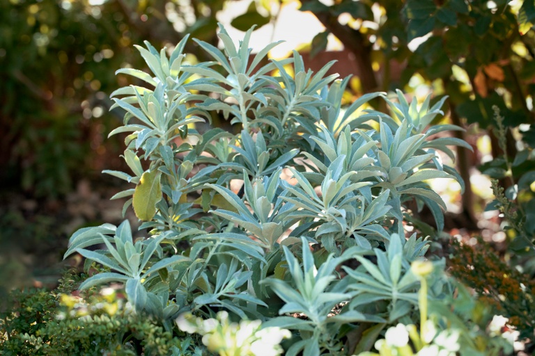 Image of salvia apiana compacta in a garden. 