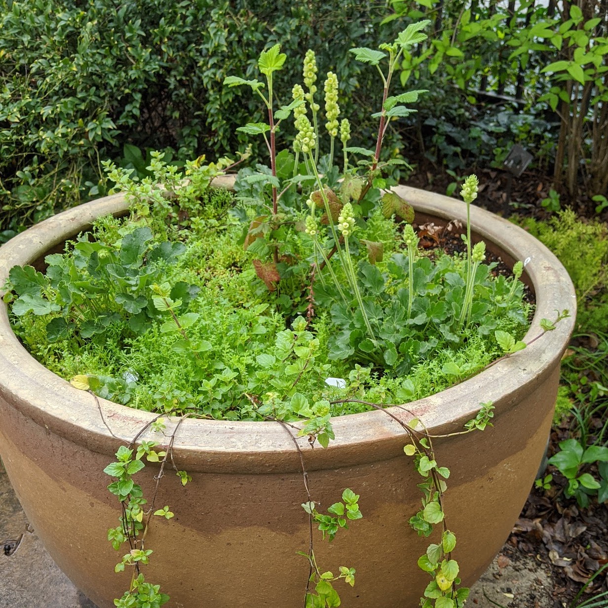 Potted plant