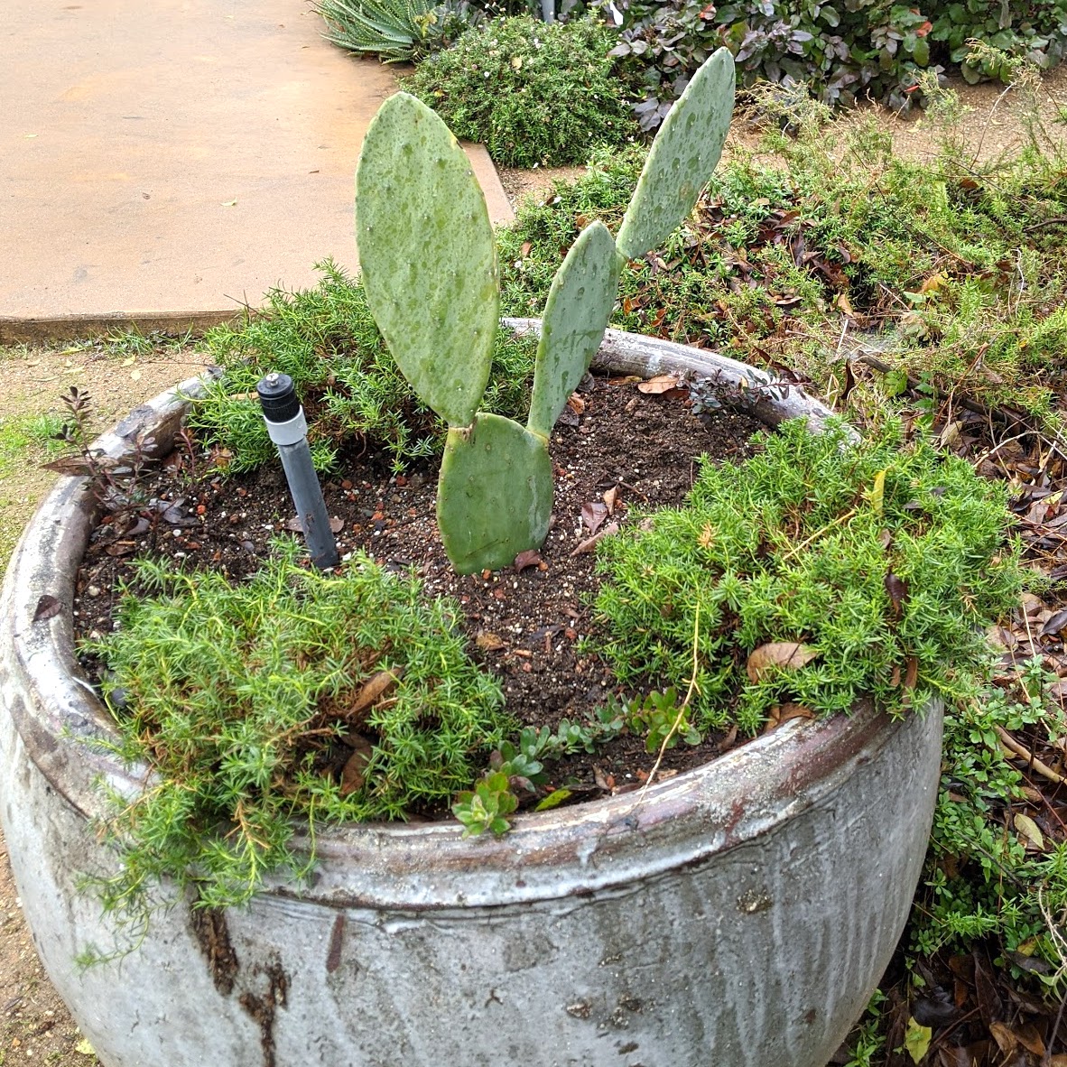 Potted plant