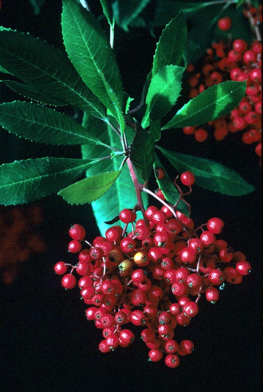 Image of a toyon plant spring with lots of red berries.