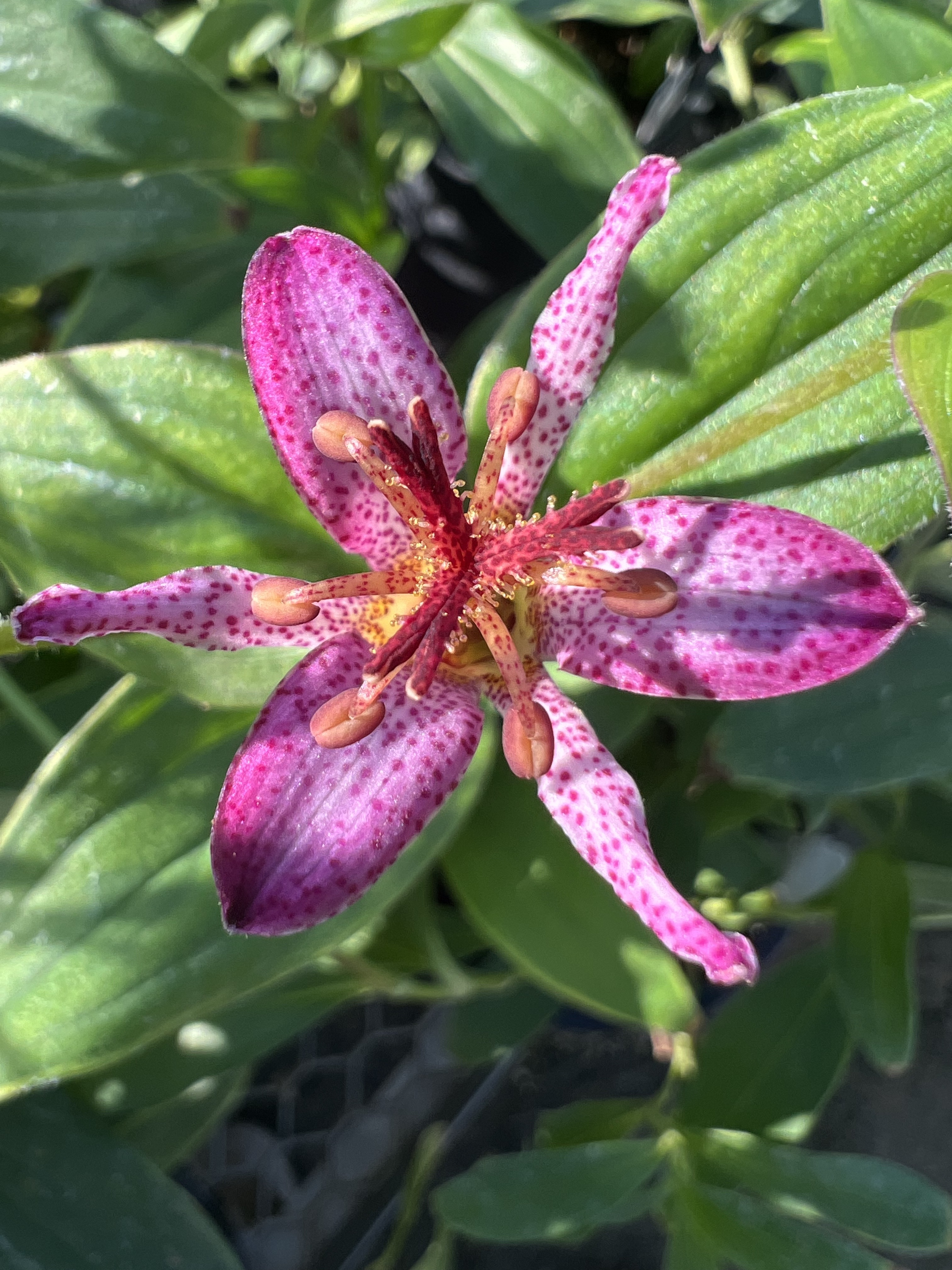 Image of tricyrtis formosa flower with magenta leaves that are spotted with magenta dots. 