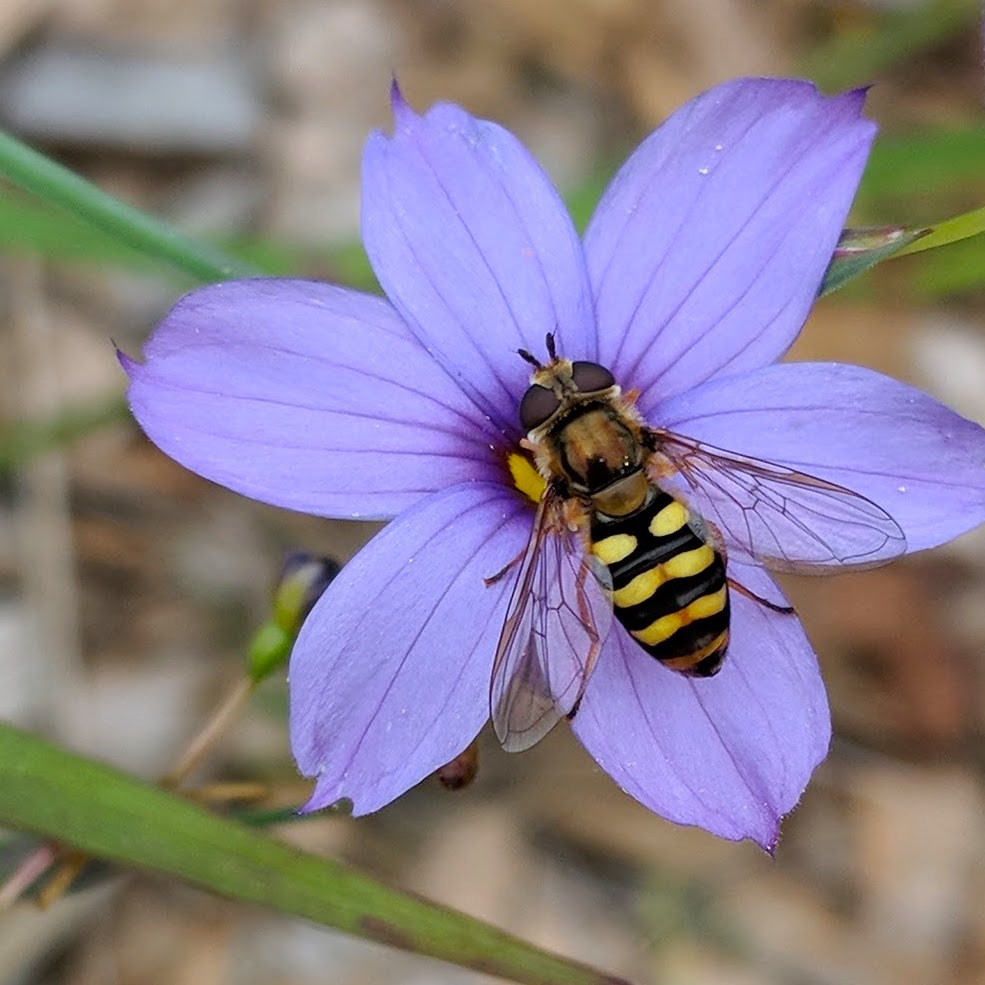 Wasp on purple flower