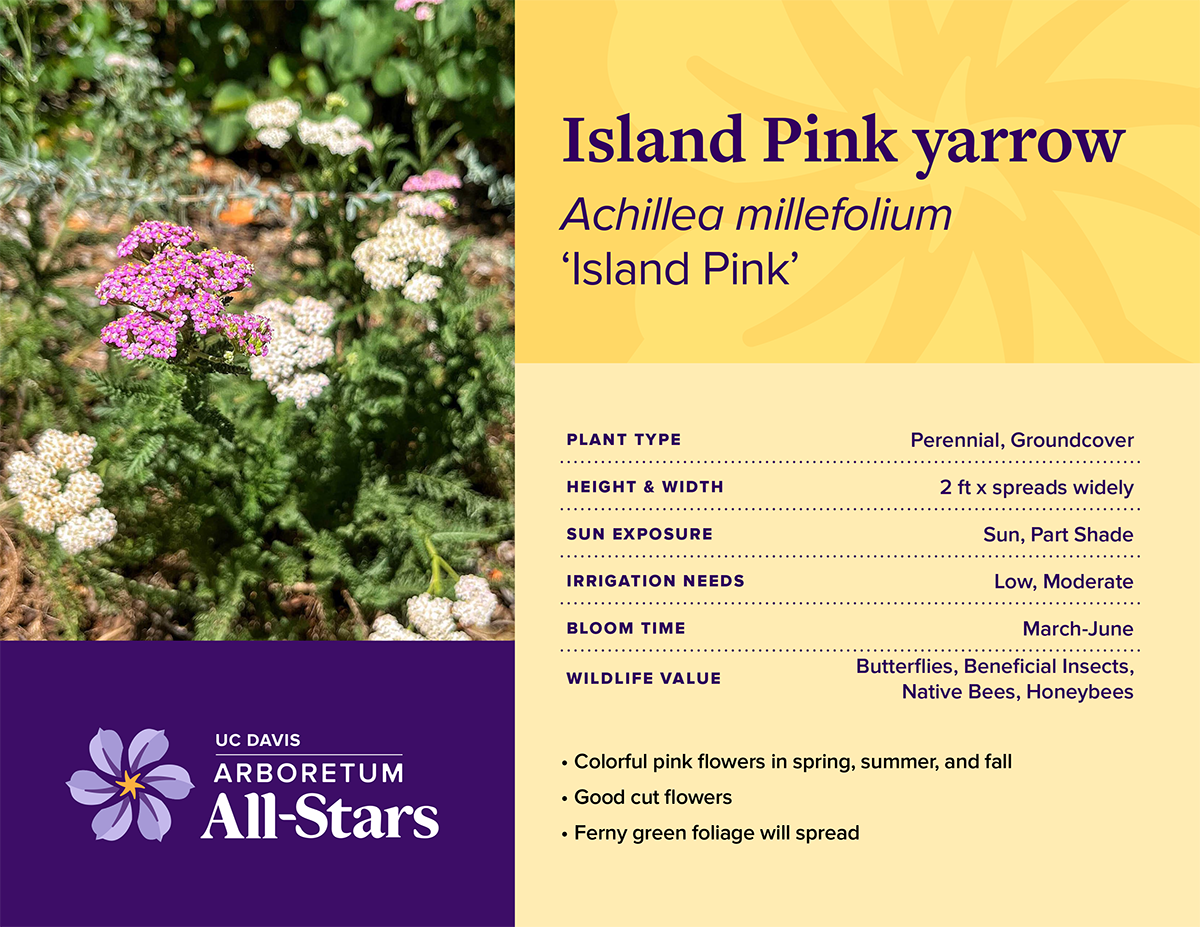 An informational plant card for the Arboretum All-Stars program featuring Island Pink yarrow (Achillea millefolium ‘Island Pink’). The card includes a photo of the plant with clusters of pink and white flowers and details on plant type, size, sun exposure, irrigation needs, bloom time, wildlife value, and key features.