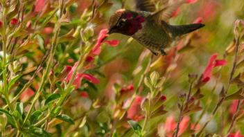 Hummingbird photos