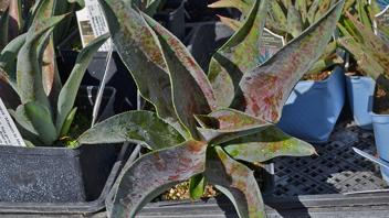 mangave, a cross between manfredas and agaves