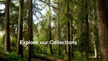 Explore our Collections