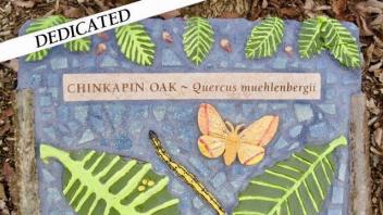 Chinkapin Oak plaque