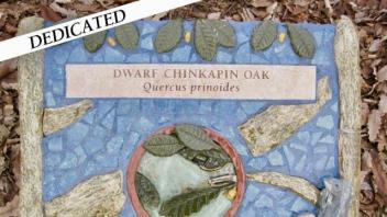 Dwarf Chinkapin plaque