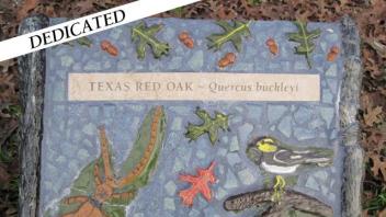 Texas Red Oak plaque