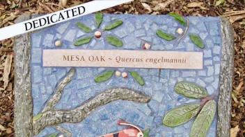 Mesa Oak plaque