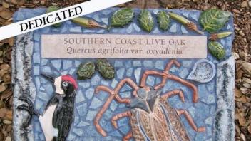 Southern Coast Live Oak plaque