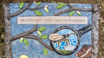 Brandegee Oak plaque