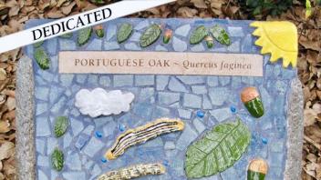 Portuguese Oak plaque