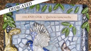 Island oak tree plaque